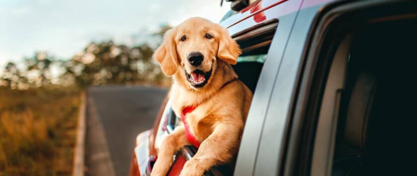 viajar perro UE