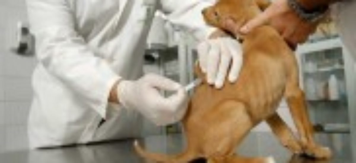 Vacunas caninas y importancia para la salud Consumer