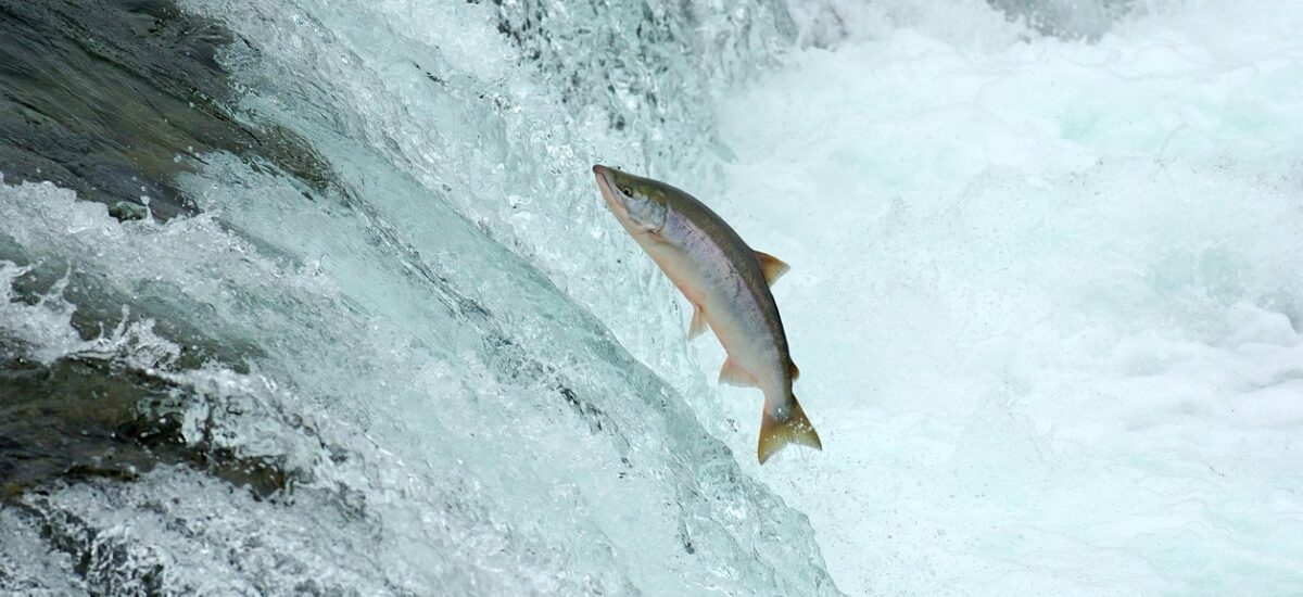 salmon-rios salmón podría estar en peligro de extinción