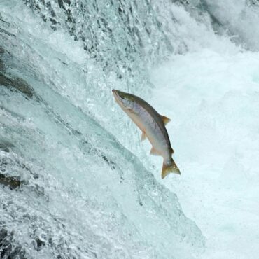 salmón podría estar en peligro de extinción
