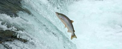 salmón podría estar en peligro de extinción