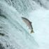 salmón podría estar en peligro de extinción