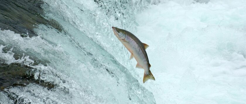 salmón podría estar en peligro de extinción