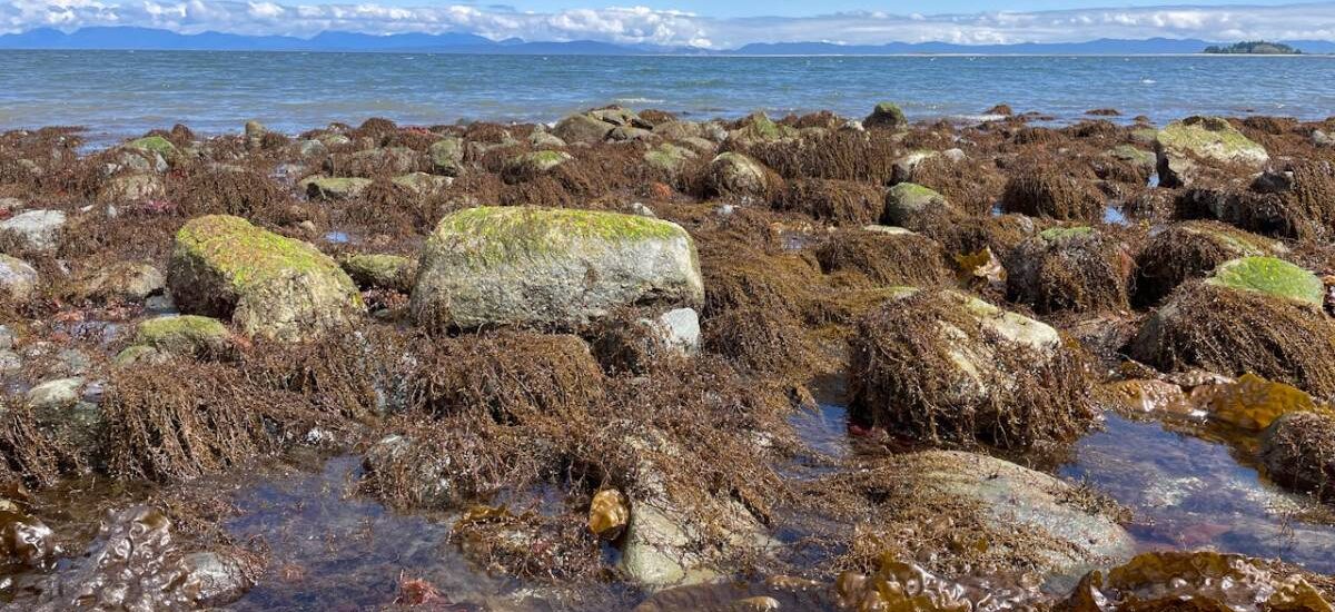 alga-asiatica-playas alga especie invasora
