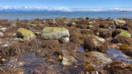 alga especie invasora