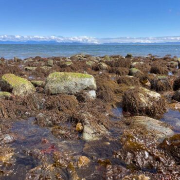alga especie invasora