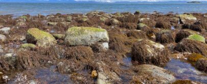 alga especie invasora