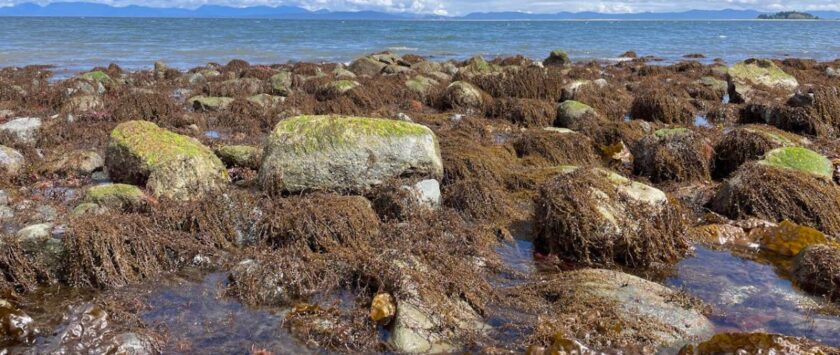 alga especie invasora