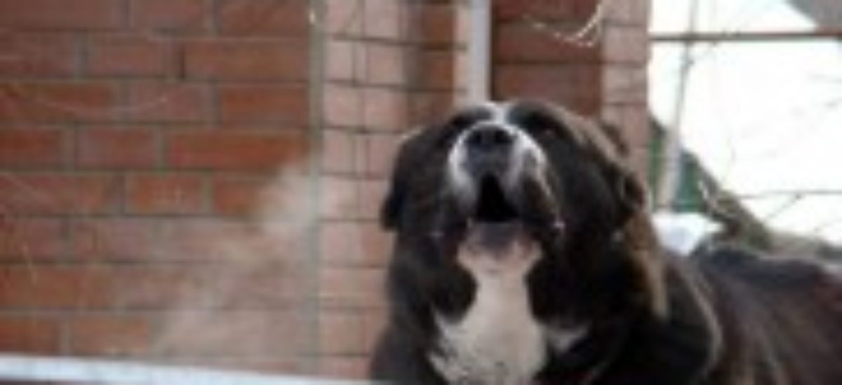 img_perro-guardianpeque-a2 Img perro guardianpeque a