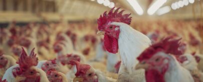 qué es el virus de Newcastle