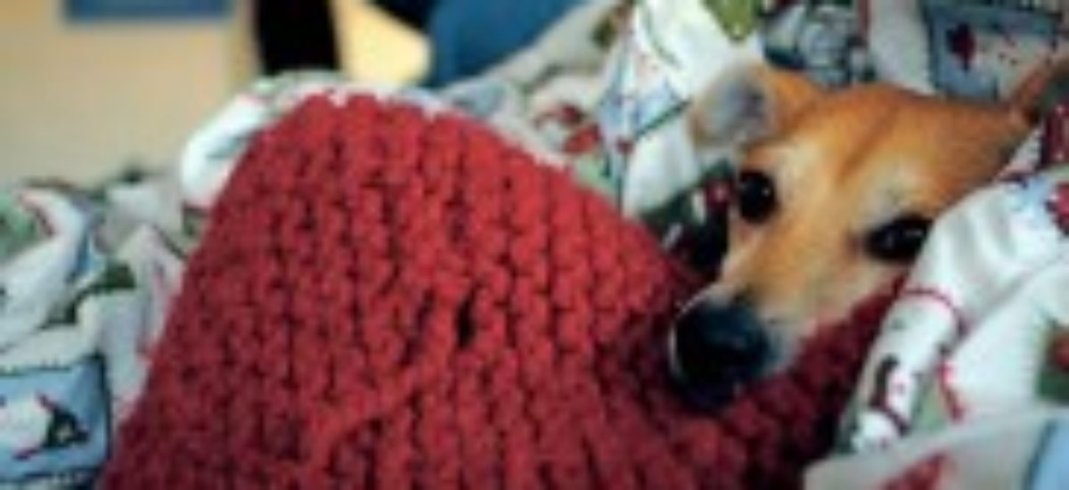 Img perrito enfermo peque ajpg