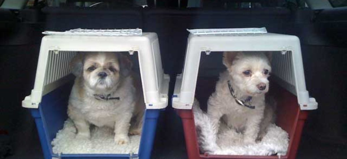 img_transportines Img transportines