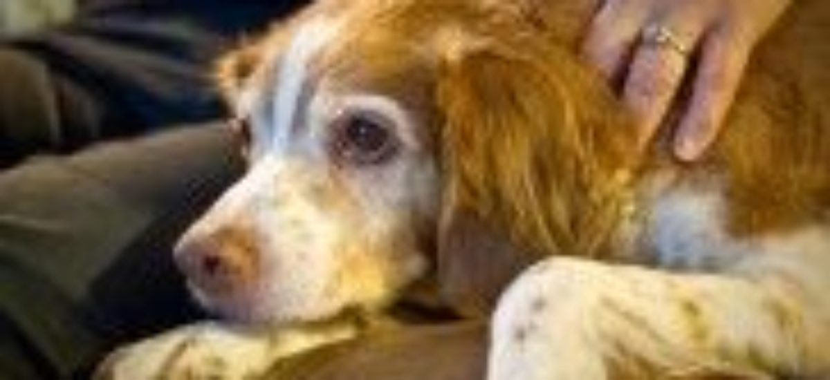 oficial Motivar auge La eutanasia del perro: cómo afrontarla | Consumer