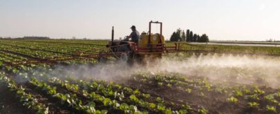 contaminantes dieta