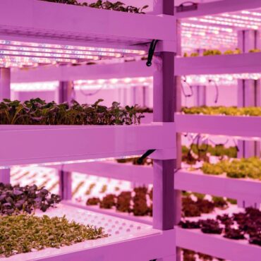 vegetales en laboratorio