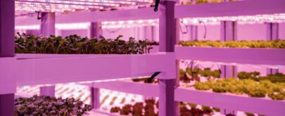 vegetales en laboratorio