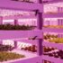 vegetales en laboratorio