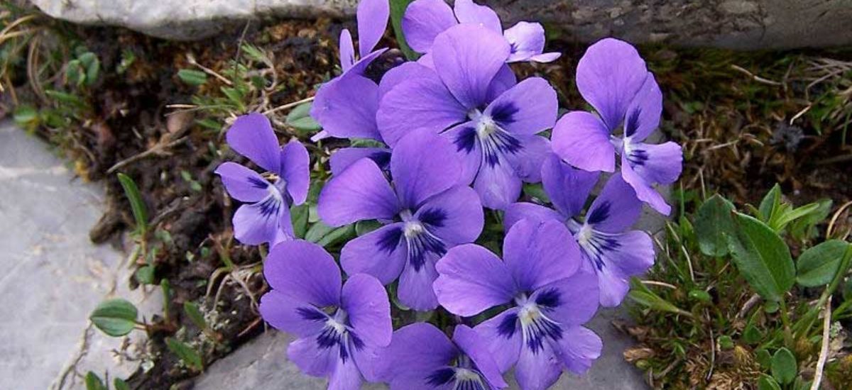Img violetas