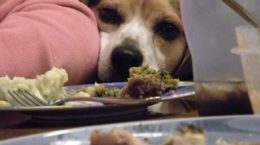 Img perro mesa comida