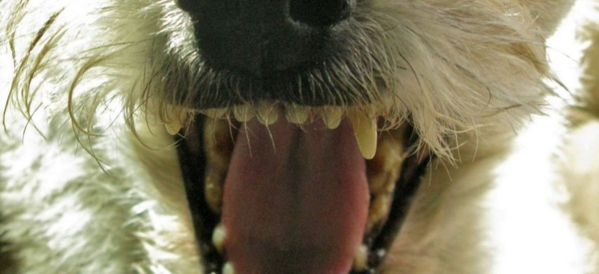 img_dientesnuestra Img dientesnuestra