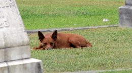 Img perro cementerio