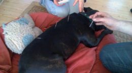 Img acupuntura perro