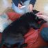 Img acupuntura perro