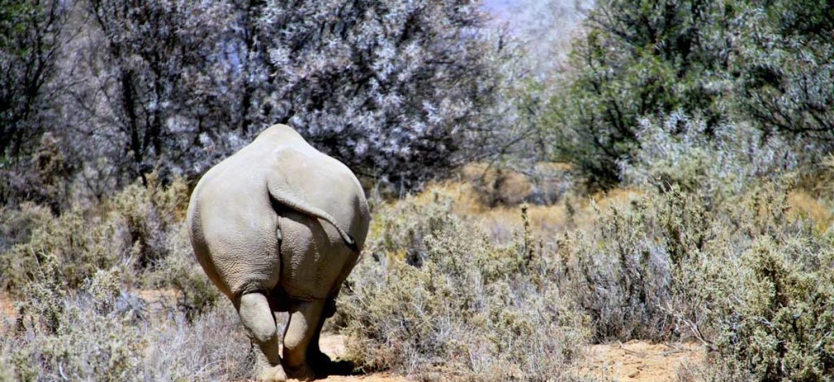 img_rinoceronte2 Img rinoceronte