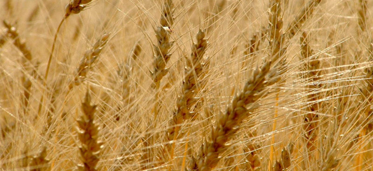 img_cebada-3 Img cebada