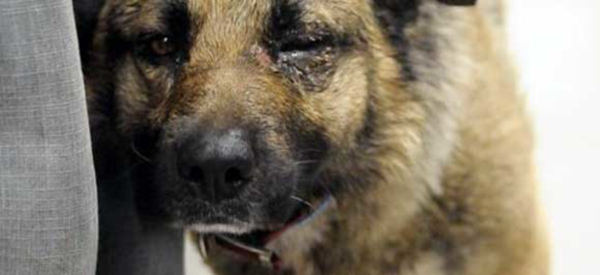 img_perro-maltratado-1 Img perro maltratado