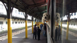 Img perro tren