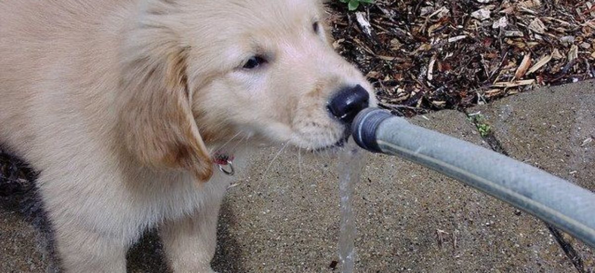 Img cachorro agua