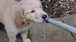 Img cachorro agua