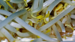 Img germinados soja