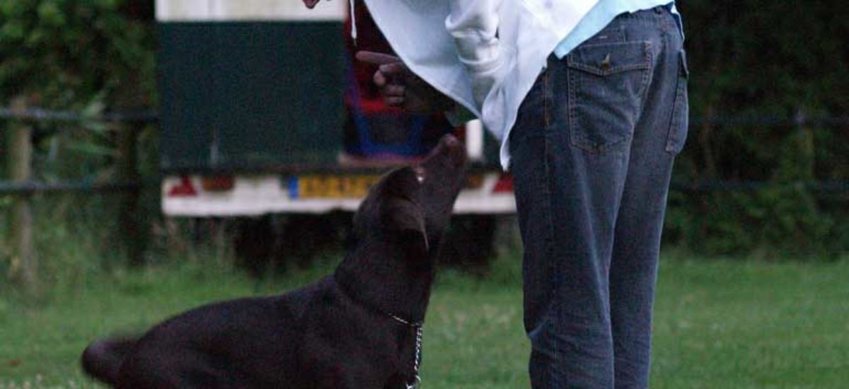 Entrenar al perro para un concurso de obediencia canina, ¿cómo se | Consumer