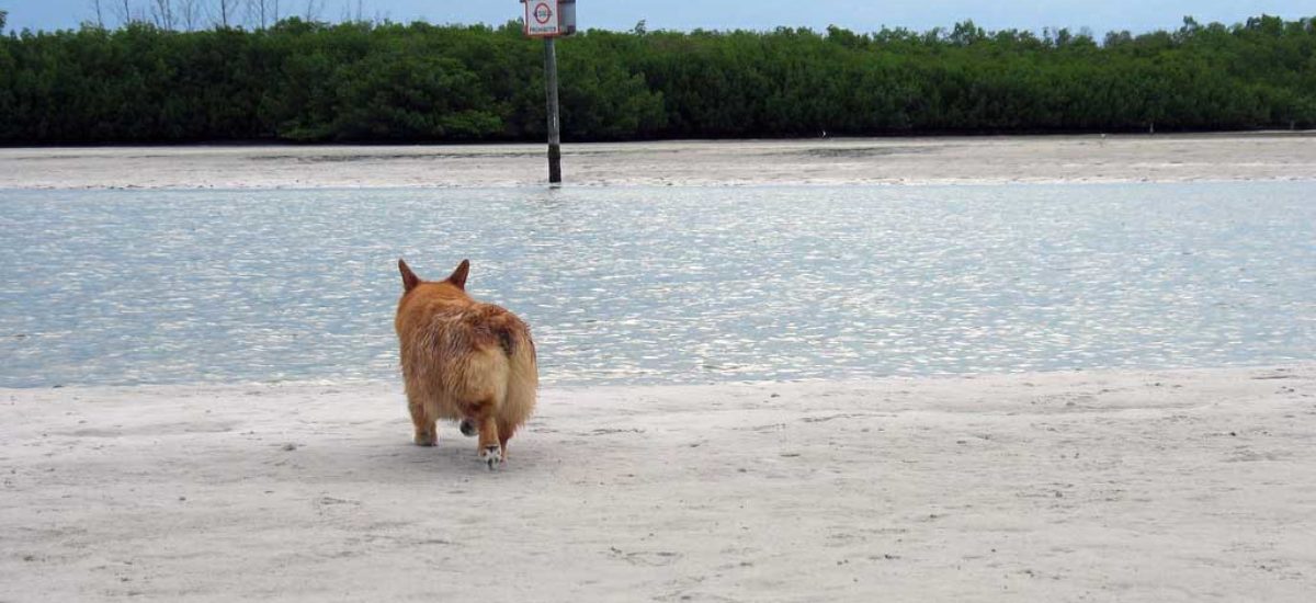 Img perro playa