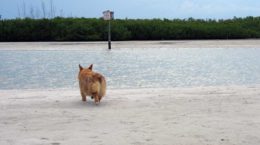 Img perro playa