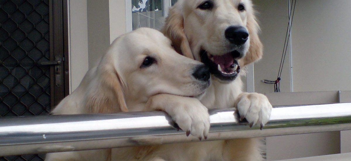 Img golden retrievers