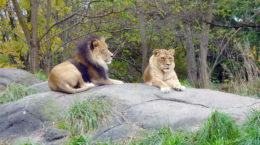 Img leones