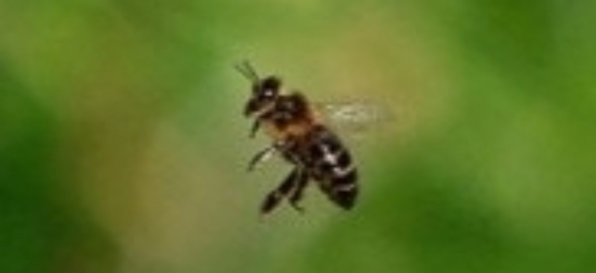 Img picaduras insectos listado