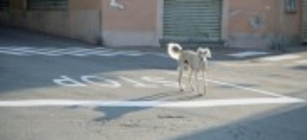 Img perro escapistapeque a