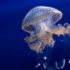 Img medusa2 listado