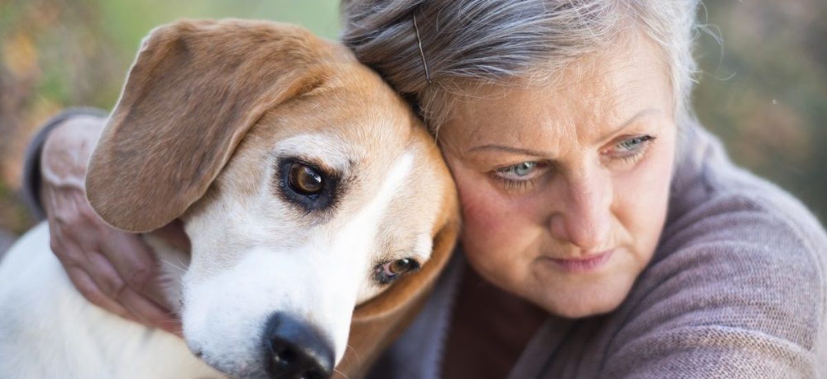 Barón vendedor Infectar Perros con Alzheimer, ¿cuáles son los síntomas? | Consumer