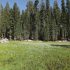 Img sequoias