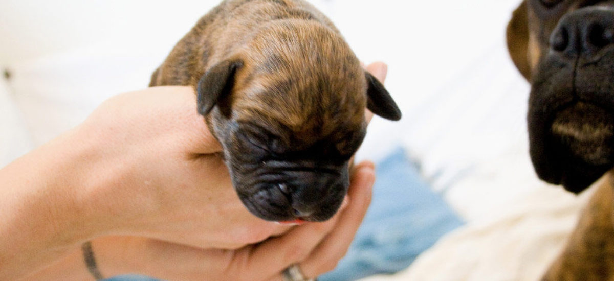 Pantera Solenoide exégesis Cachorros de perro recién nacidos, ¿cómo cuidarles? | Consumer