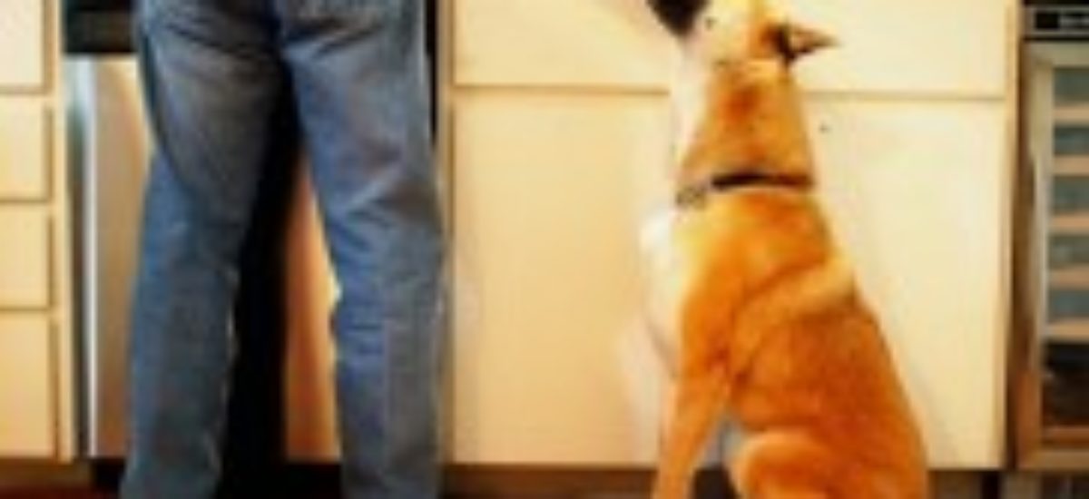 Img perro cocina listado