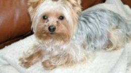 Img yorkshire terrier colonias listado