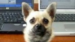 Img perro portatiles ordenadores trwitter facebook mascotas listado