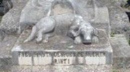 Img tumba perra frases citas superar muerte perro listado