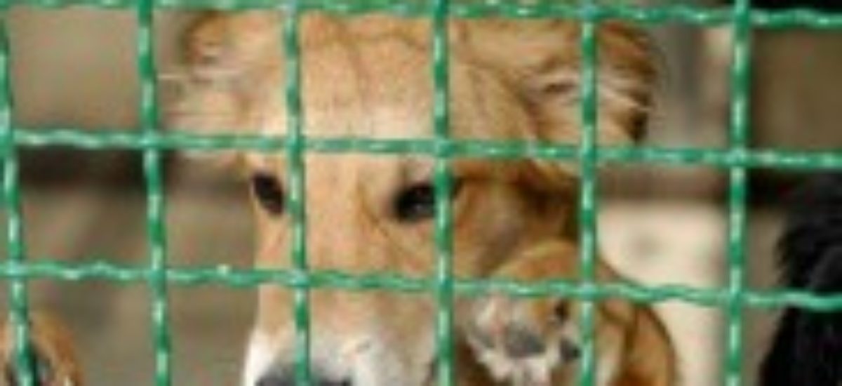 Img perro perrera adoptar abandono internet listado